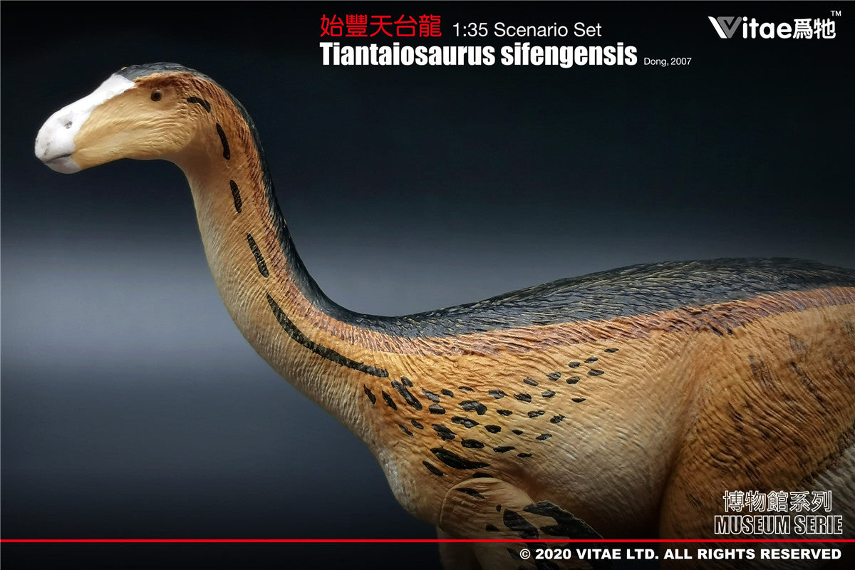 Vitae Tiantaiosaurus sifengensis Dong A Model