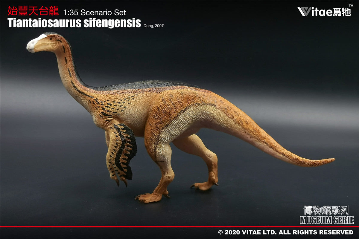 Vitae Tiantaiosaurus sifengensis Dong A Model