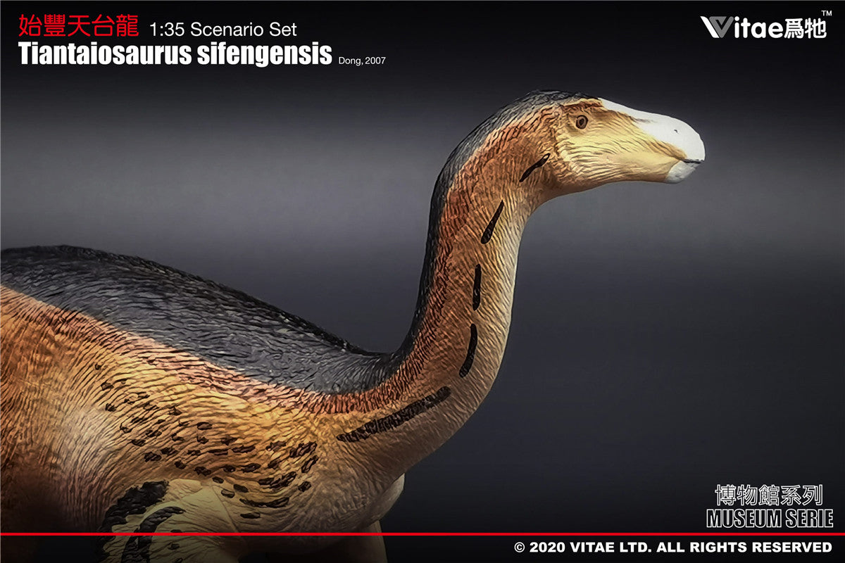 Vitae Tiantaiosaurus sifengensis Dong A Model