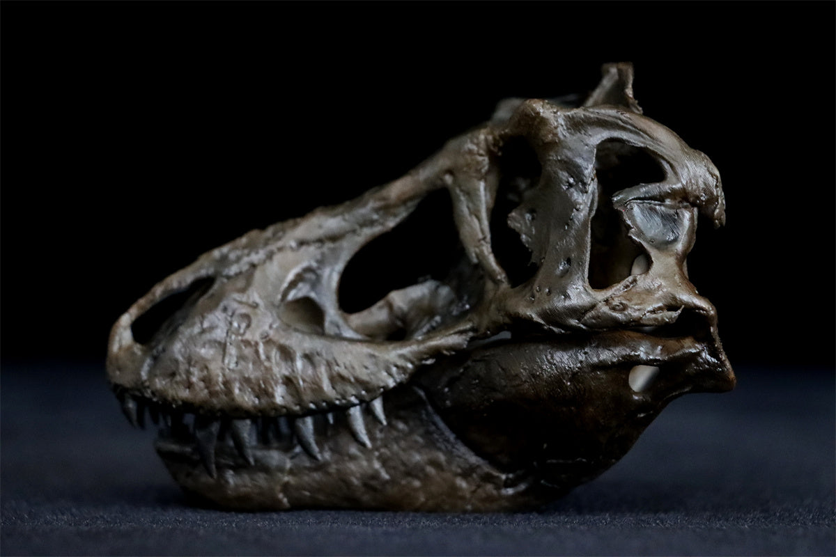 Tyrannosaurus Skull Model