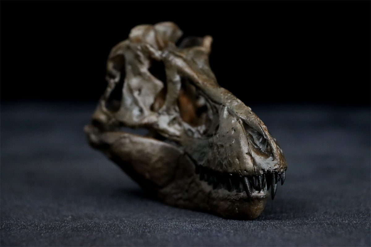 Tyrannosaurus Skull Model