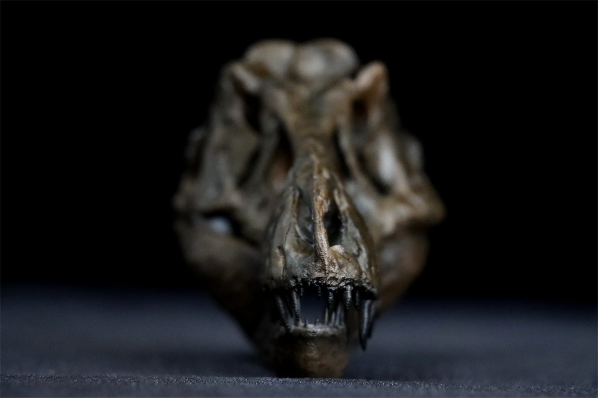 Tyrannosaurus Skull Model