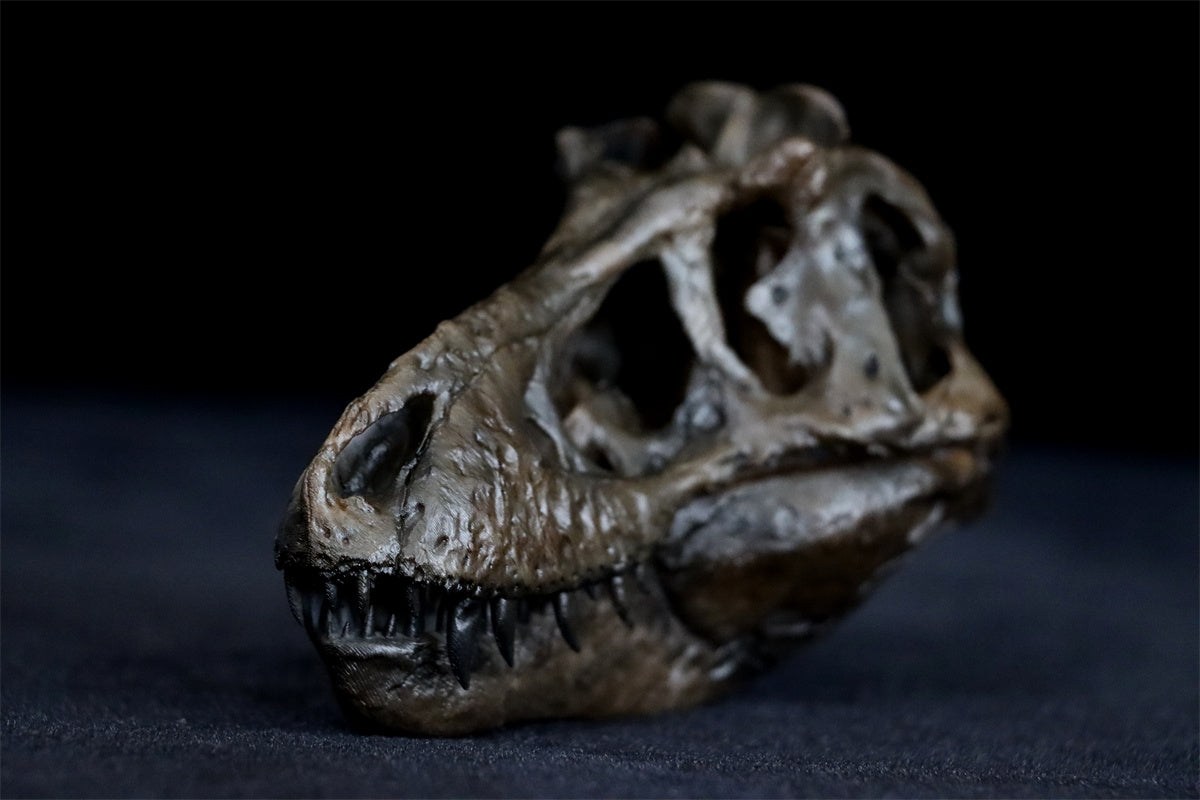 Tyrannosaurus Skull Model