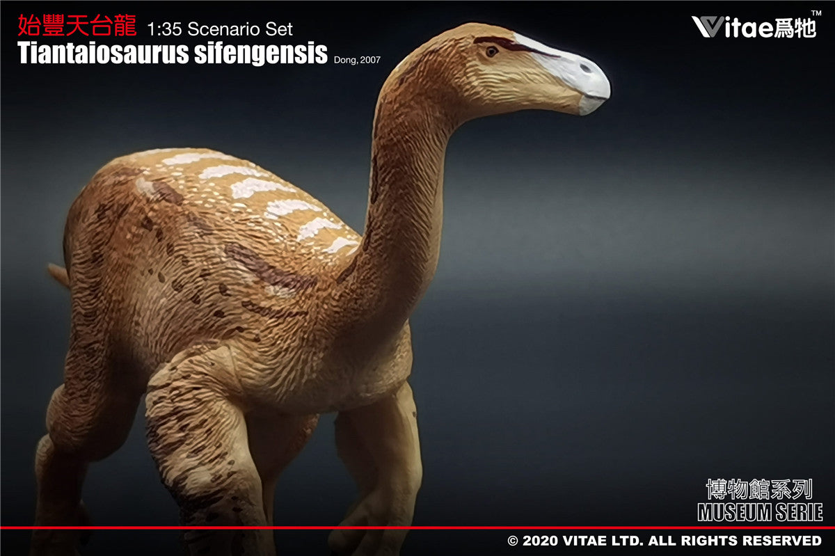 Vitae Tiantaiosaurus sifengensis Dong B Model