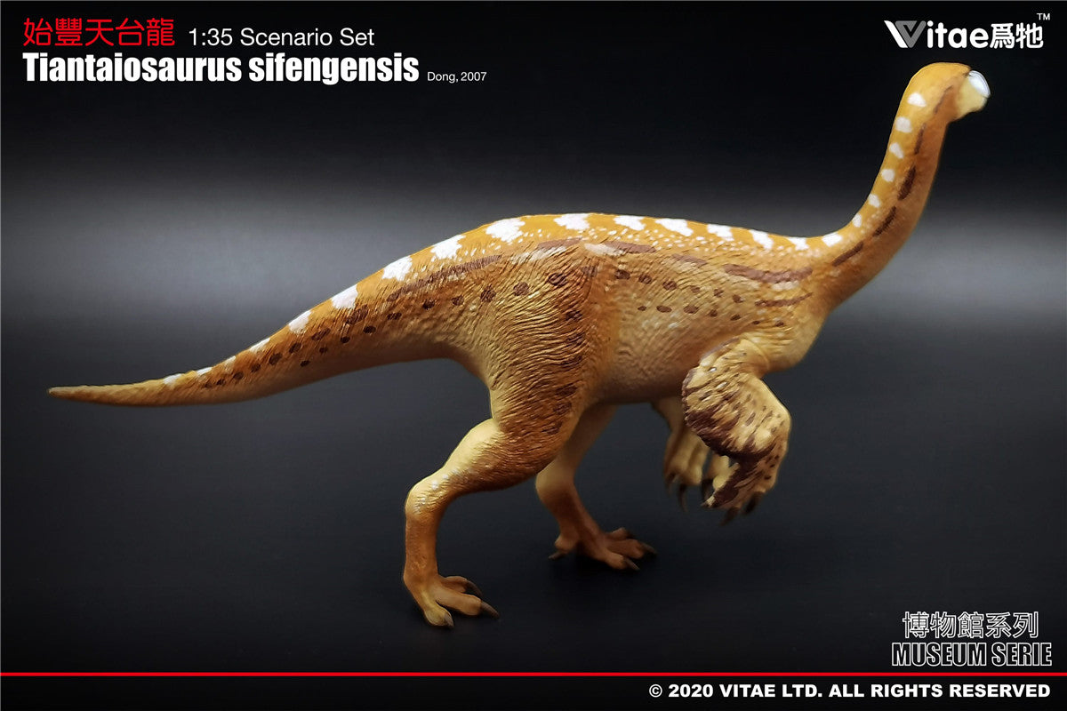 Vitae Tiantaiosaurus sifengensis Dong B Model