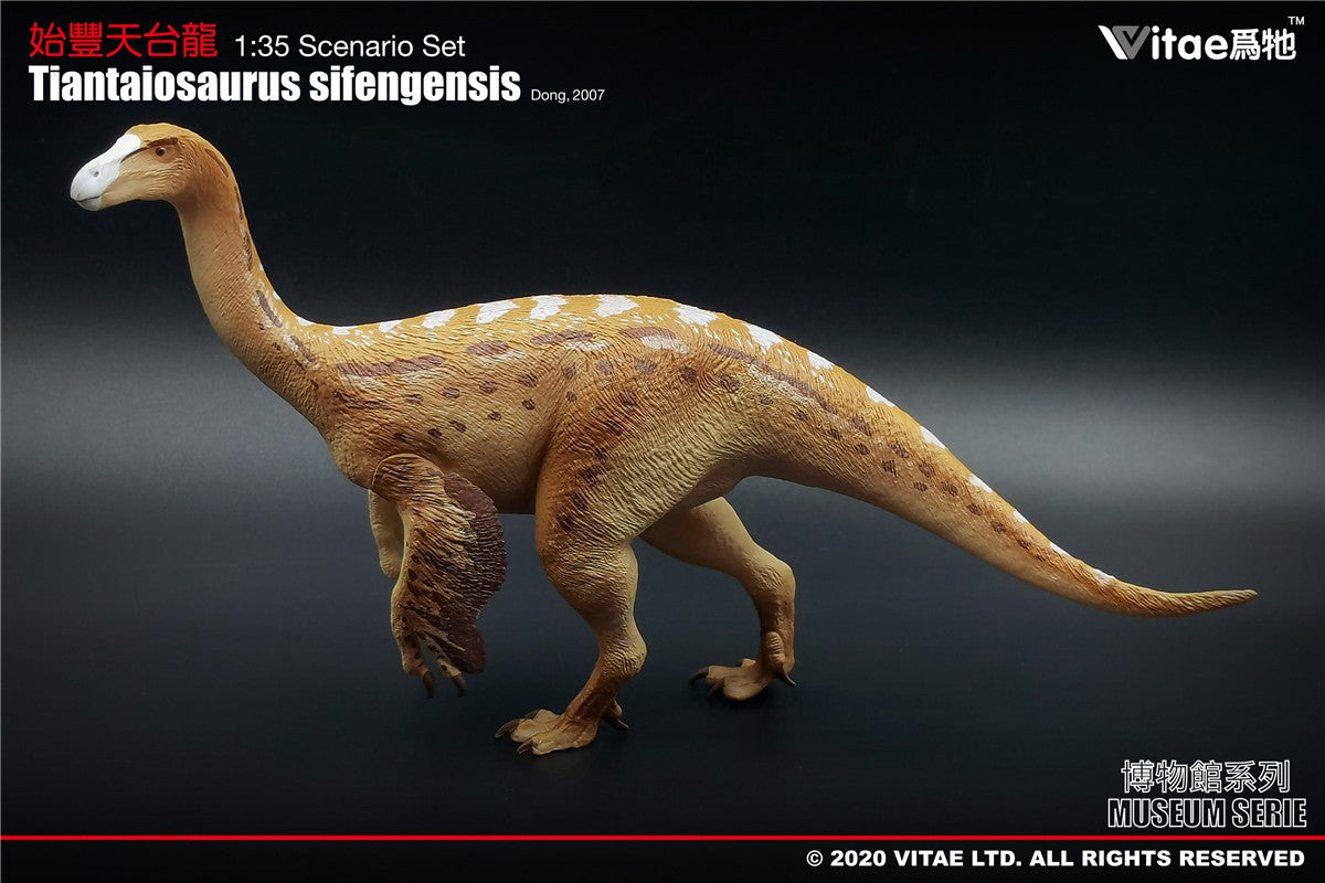 Vitae Tiantaiosaurus sifengensis Dong B Model