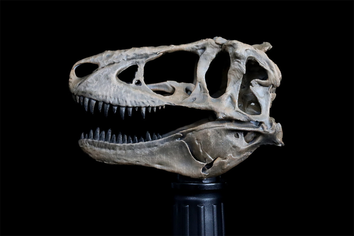 Tyrannosaurus Skull Model