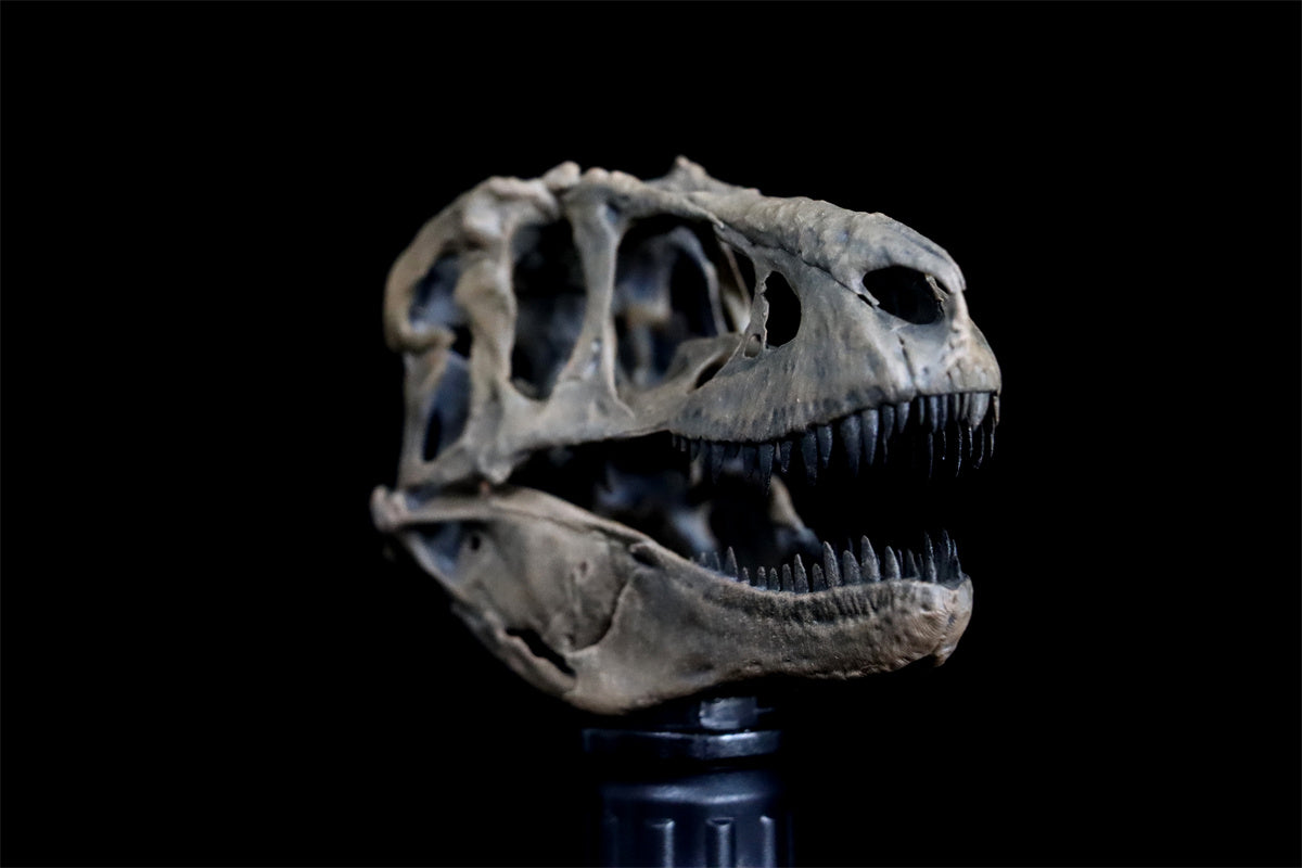Tyrannosaurus Skull Model