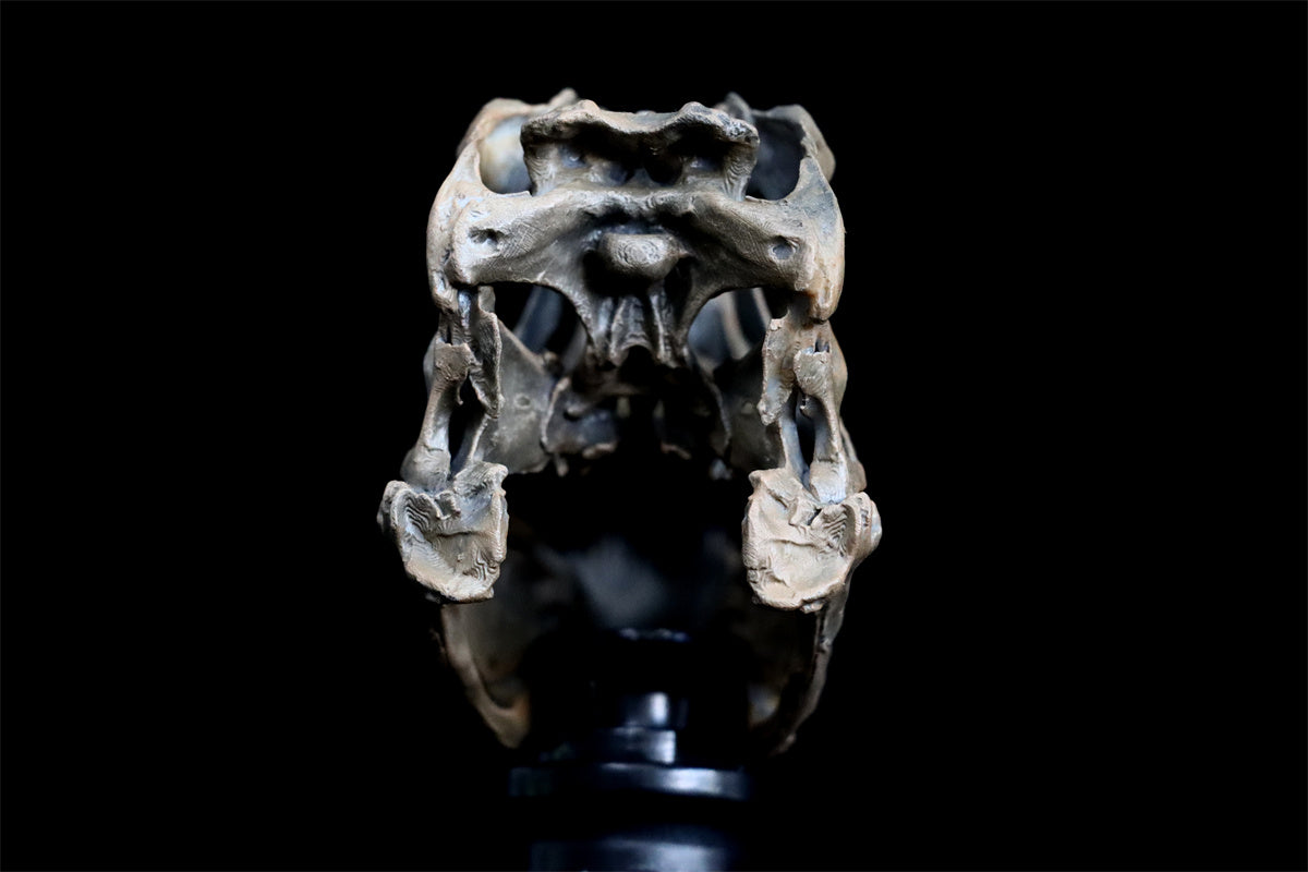 Tyrannosaurus Skull Model