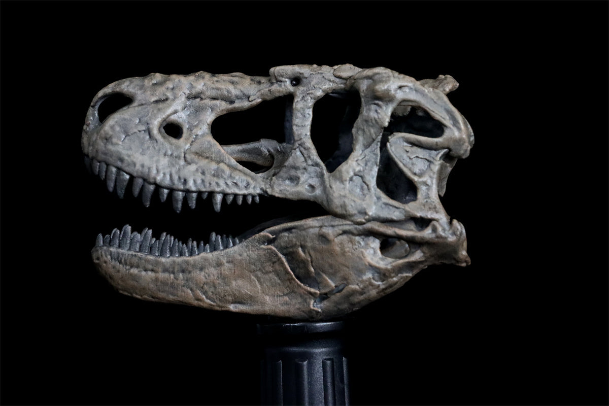Tyrannosaurus Skull Model
