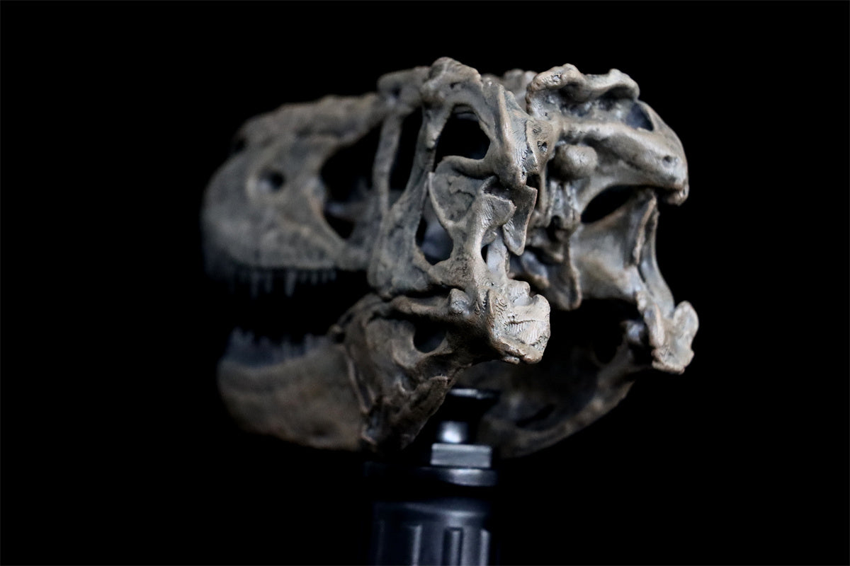 Tyrannosaurus Skull Model