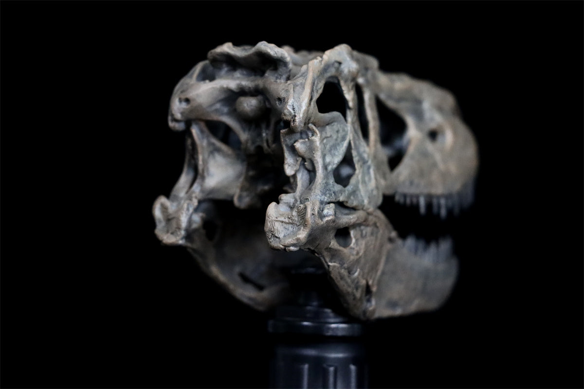 Tyrannosaurus Skull Model