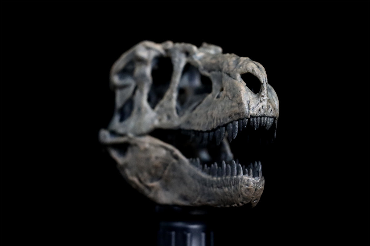 Tyrannosaurus Skull Model