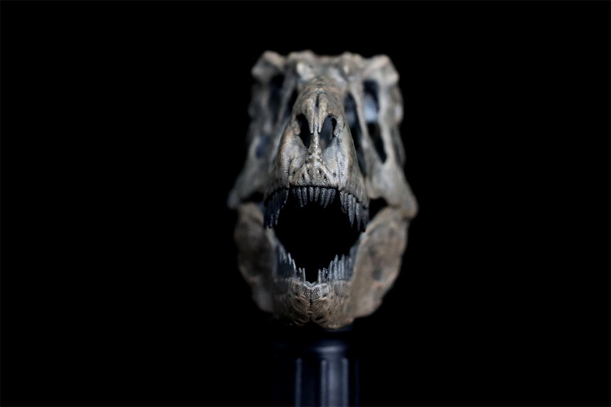 Tyrannosaurus Skull Model
