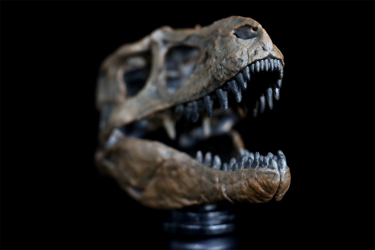 Tyrannosaurus Skull Model