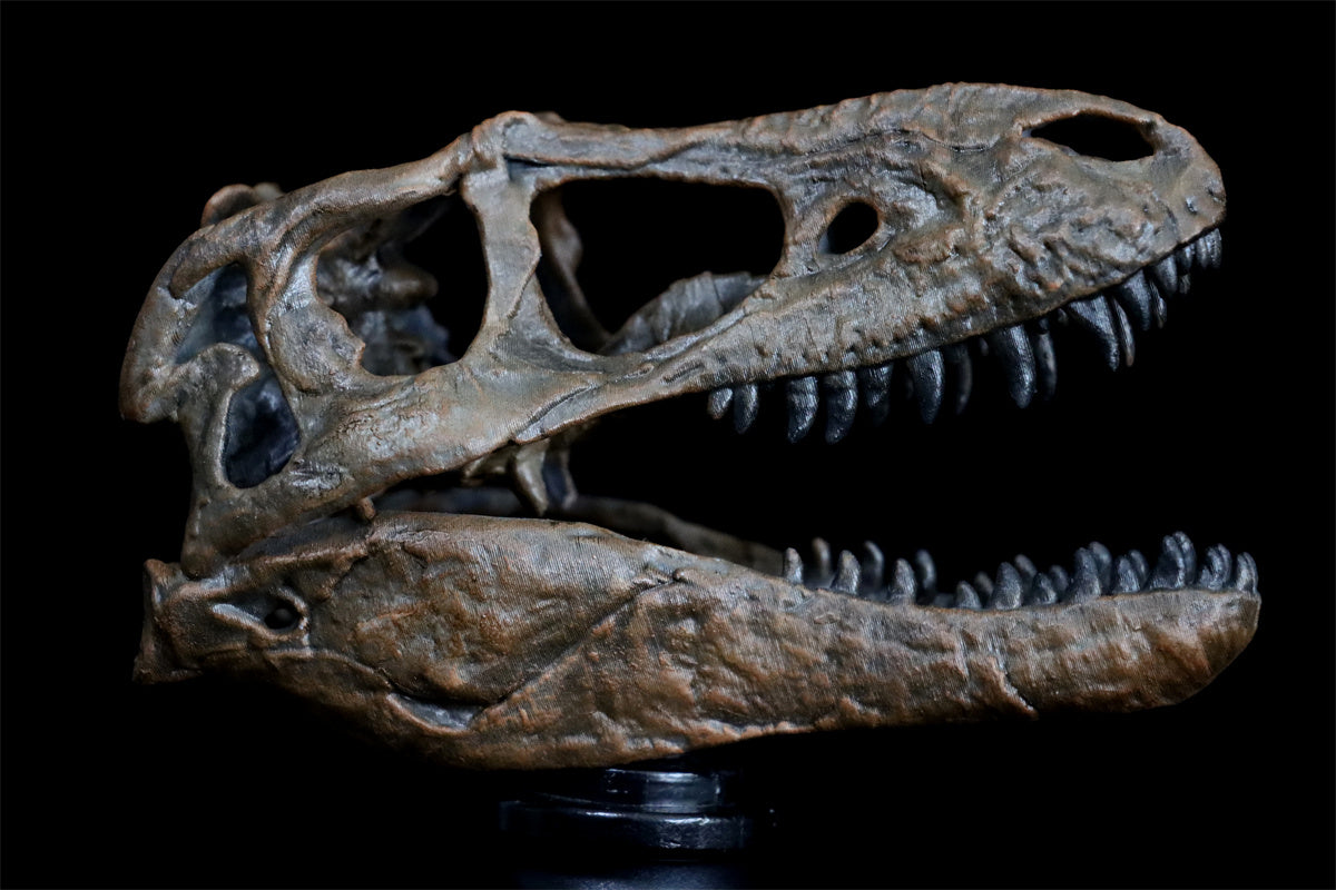 Tyrannosaurus Skull Model