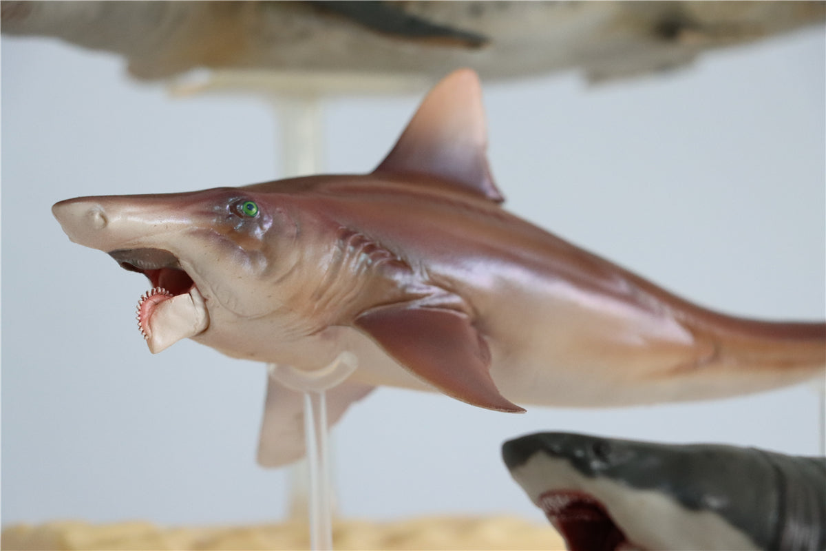 PNSO Megalodon VS Helicoprion Model