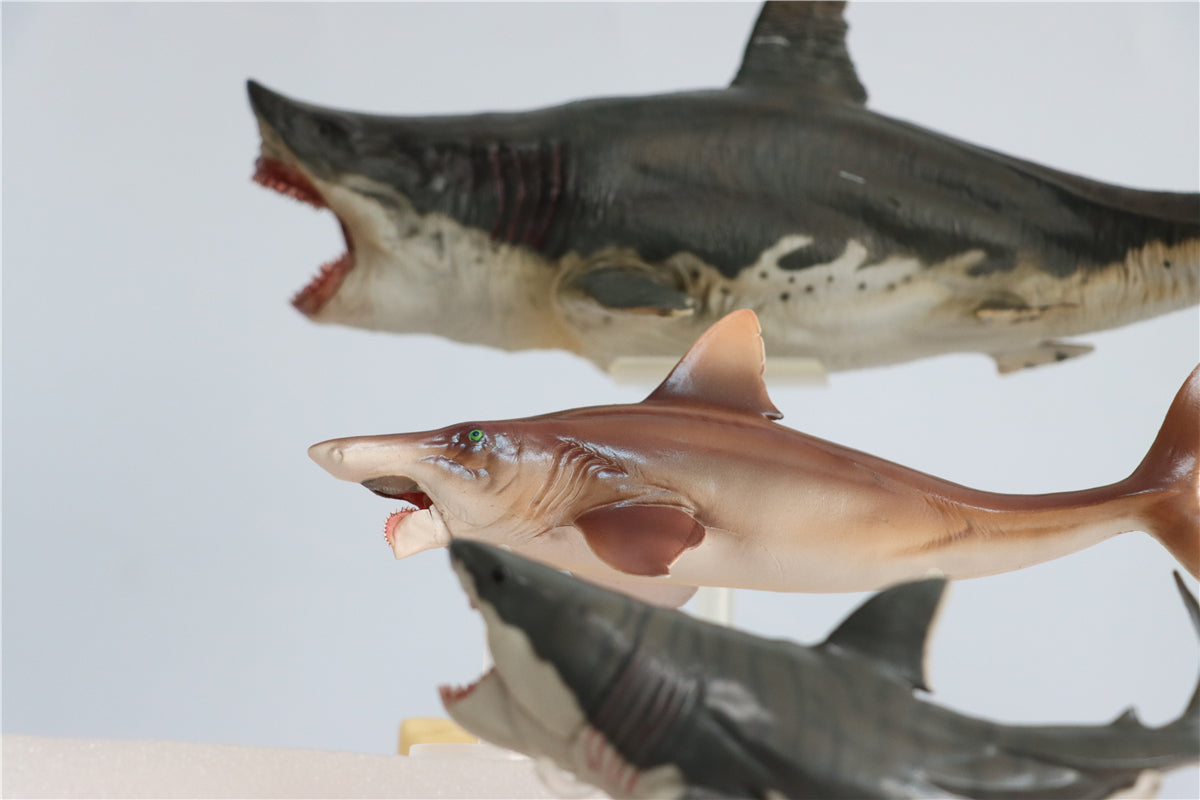 PNSO Megalodon VS Helicoprion Model