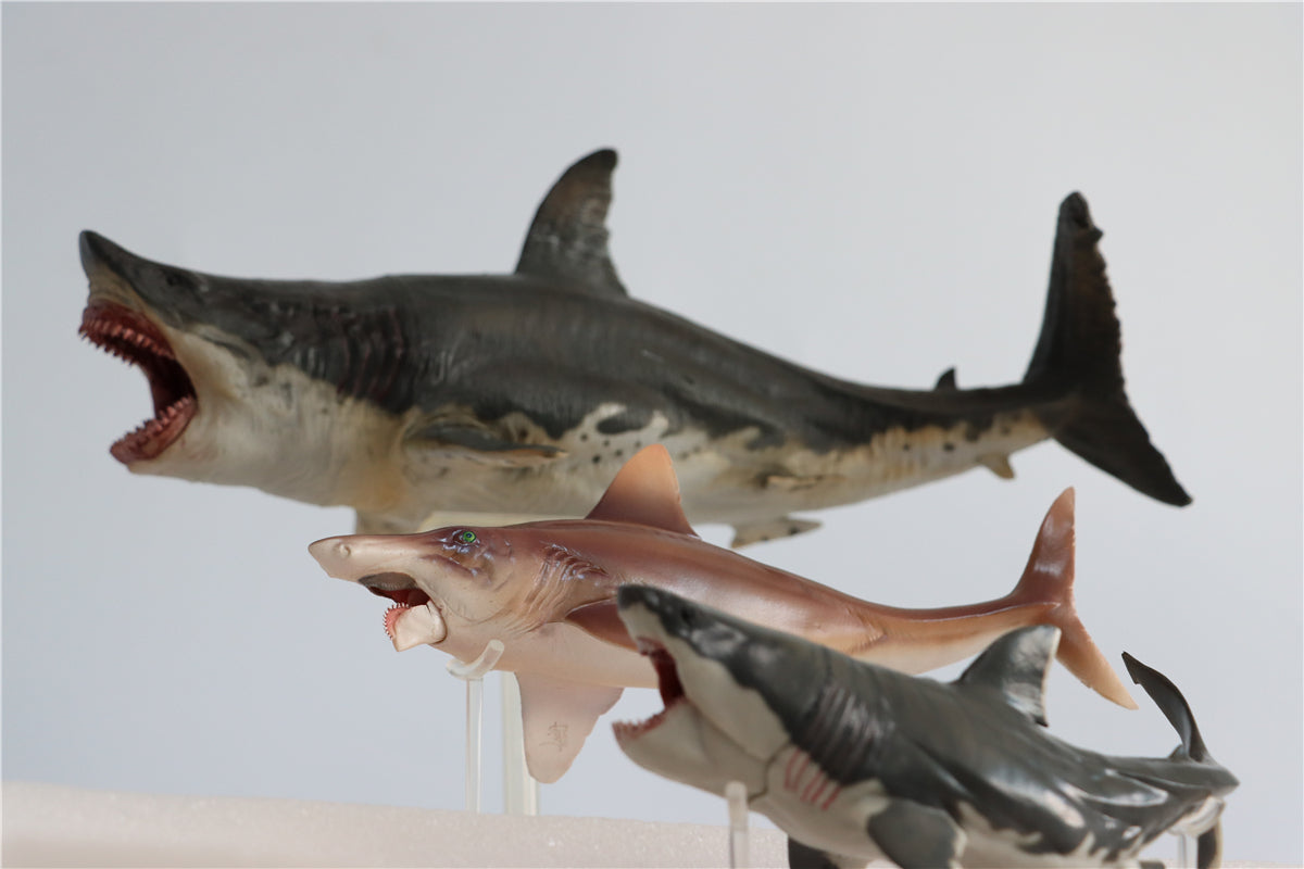 PNSO Megalodon VS Helicoprion Model