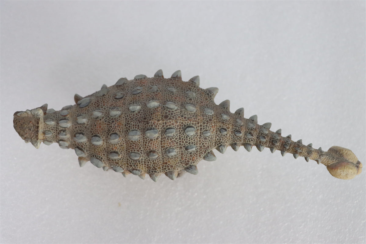 PNSO Ankylosaurus Model