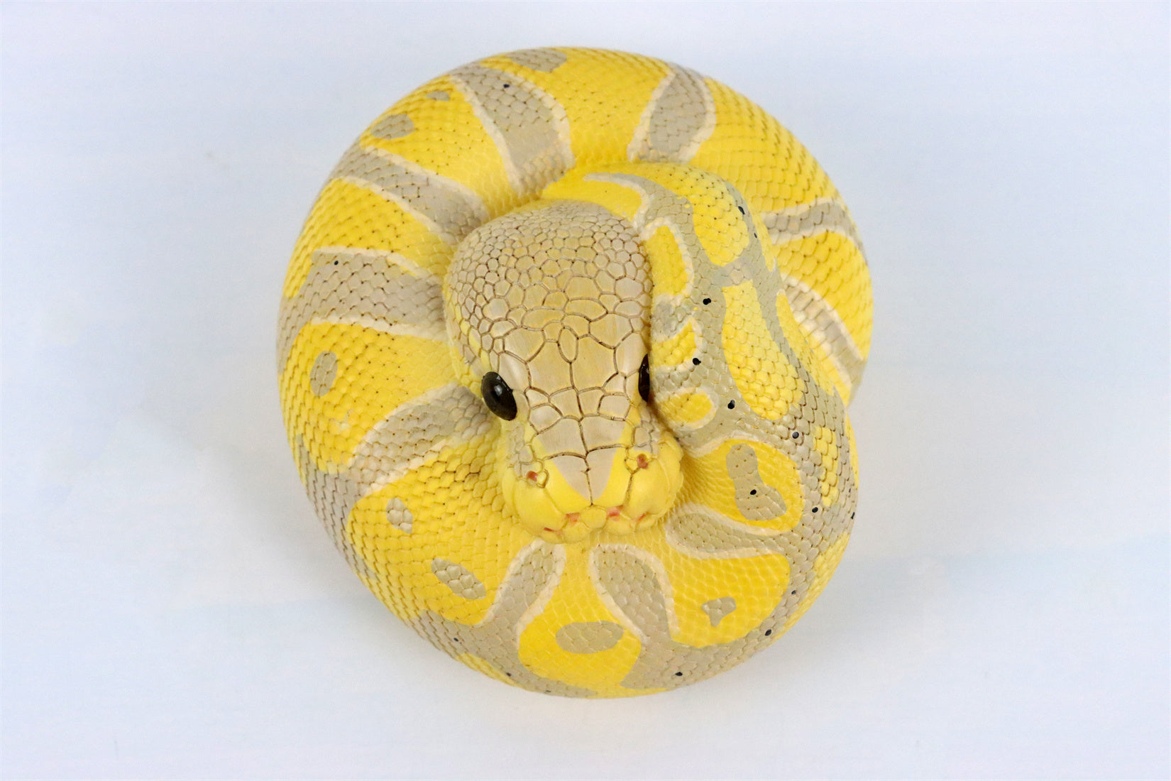 Animal Planet 09 Snake 2.0 Blind Box Model