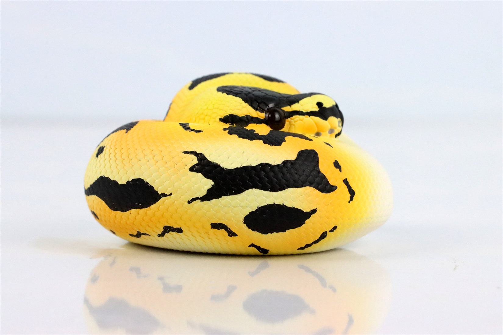Animal Planet 09 Snake 2.0 Blind Box Model