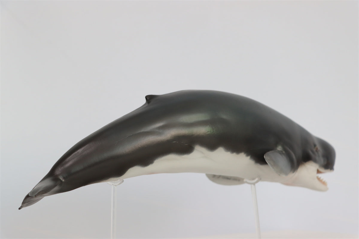 PNSO Livyatan Requena Model