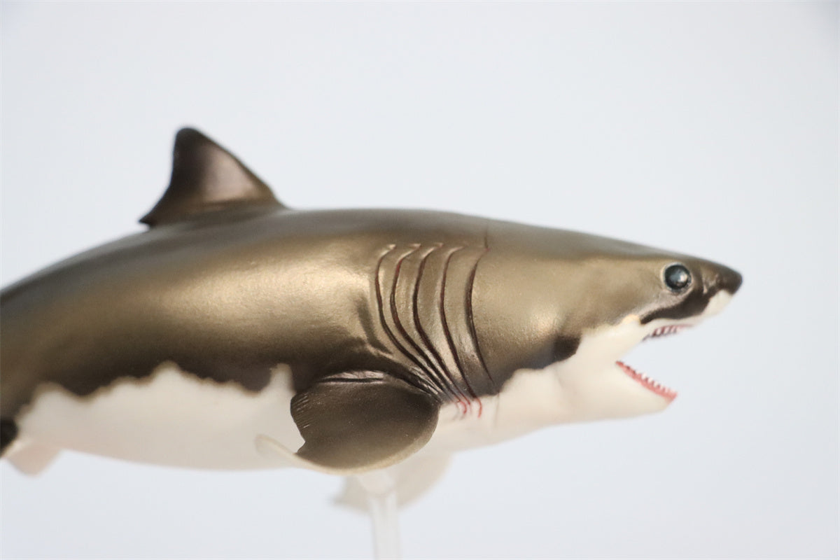 PNSO Cretoxyrhina Aidan Model