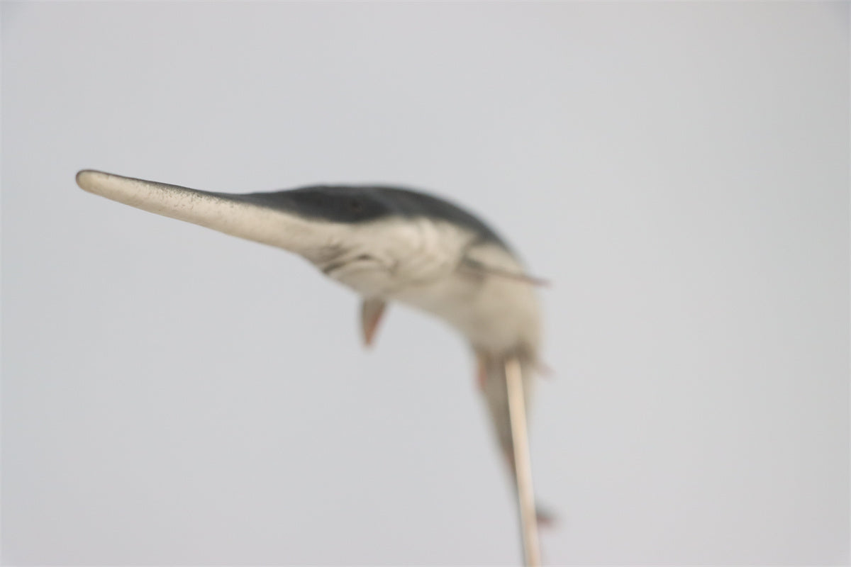 Memory Museum x Really Modeling 1/15 Paddlefish Statue