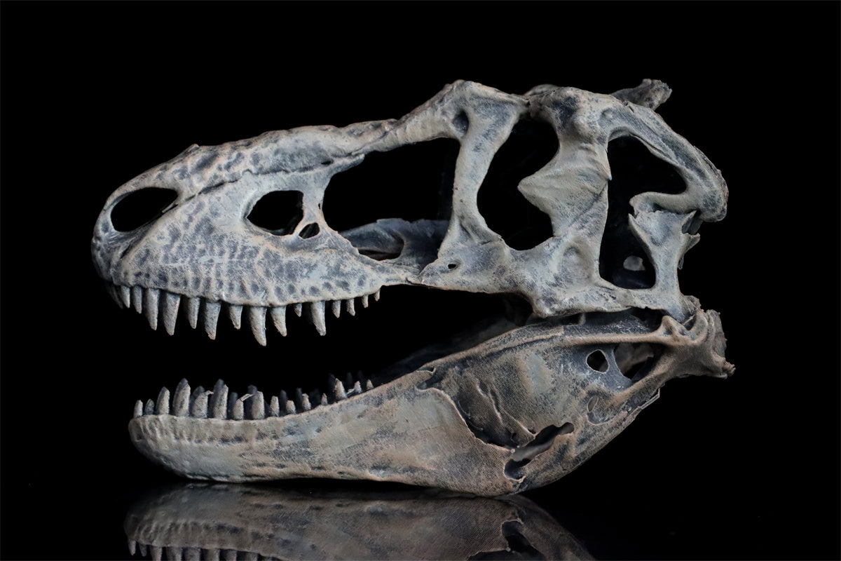 Tyrannosaurus Skull Model