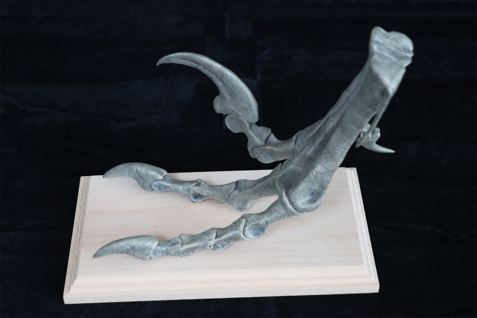 Deinonychus Left Foot Skeleton Model