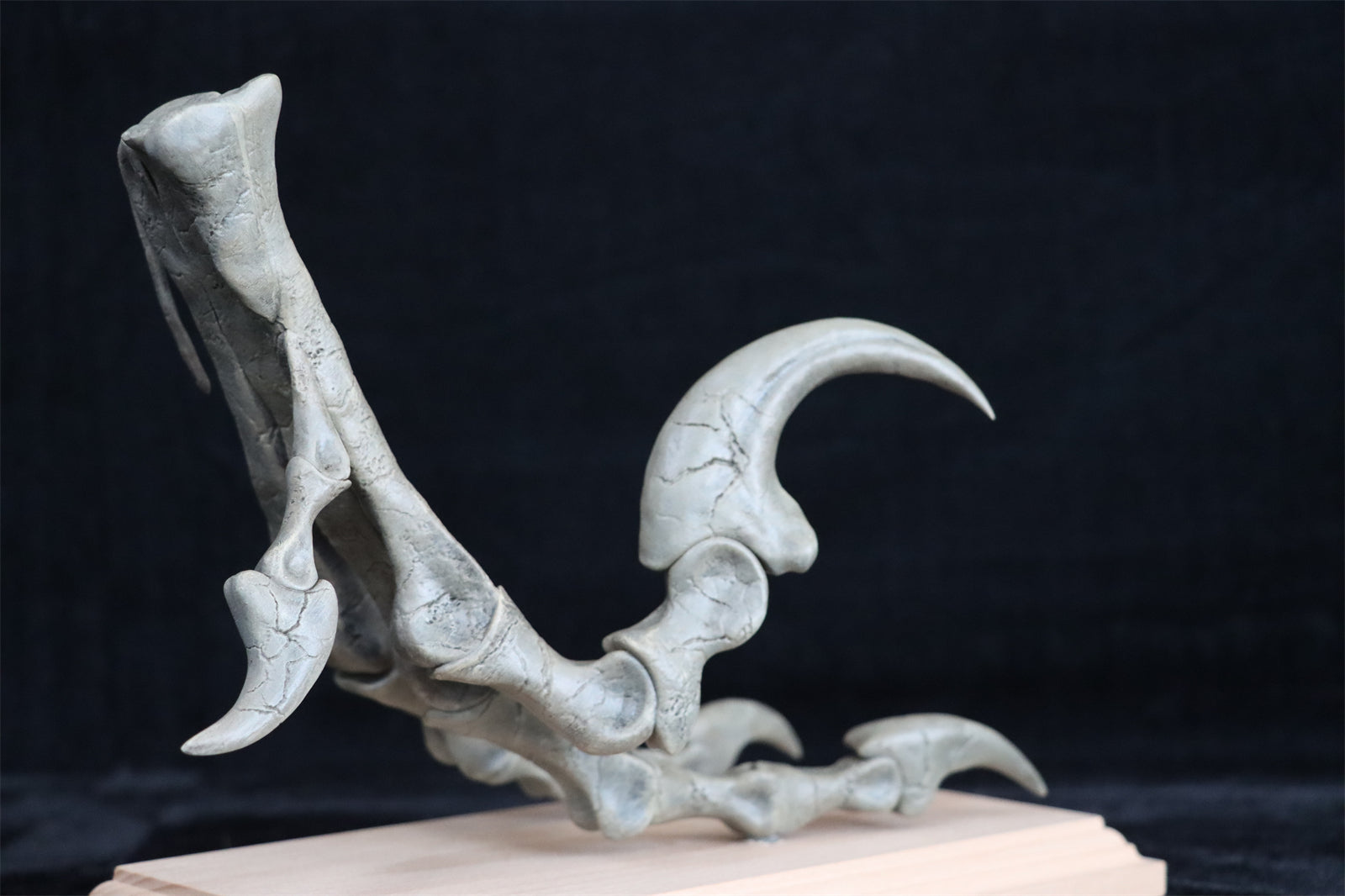 Deinonychus Left Foot Skeleton Model