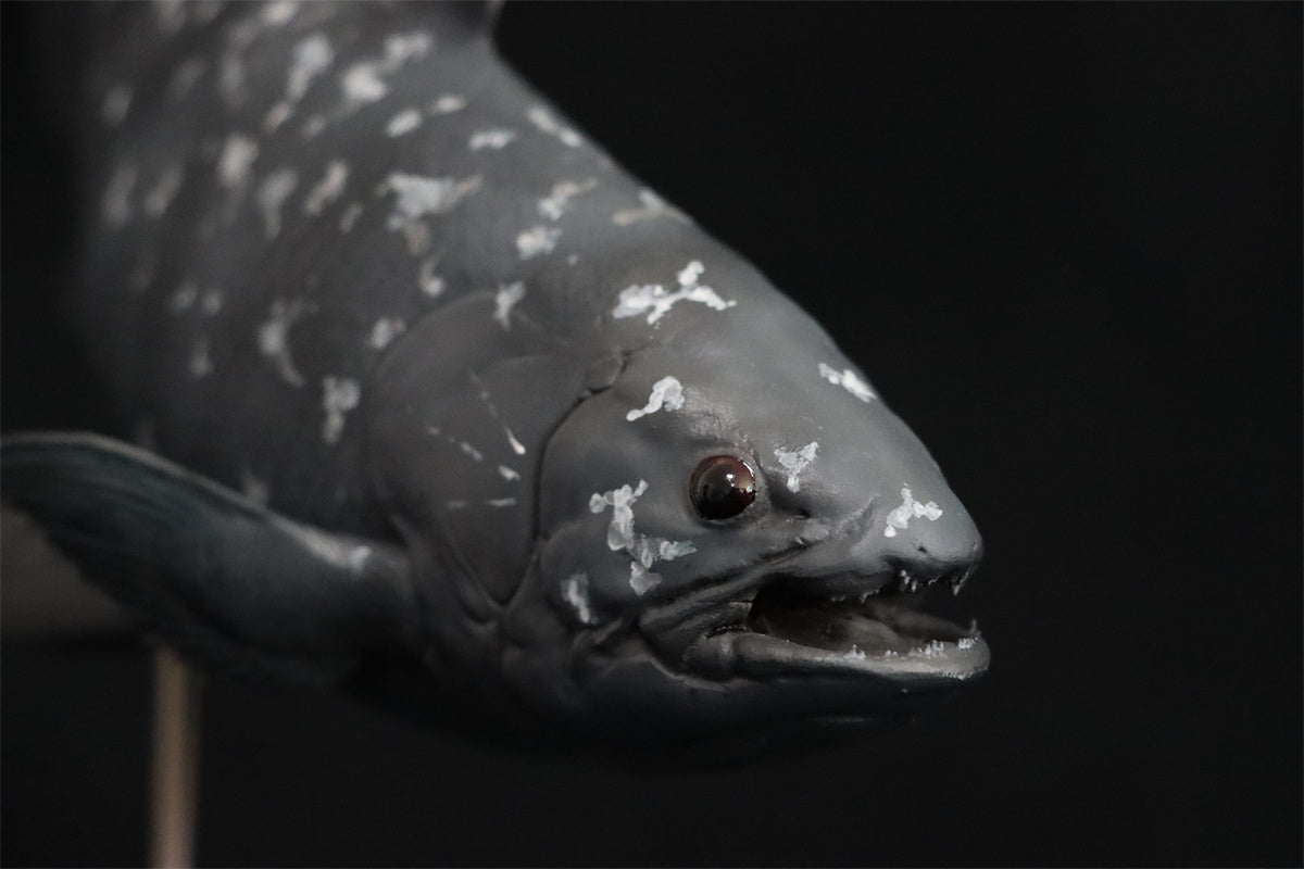 Memory Museum x Really Modeling 1/15 Coelacanth Statue