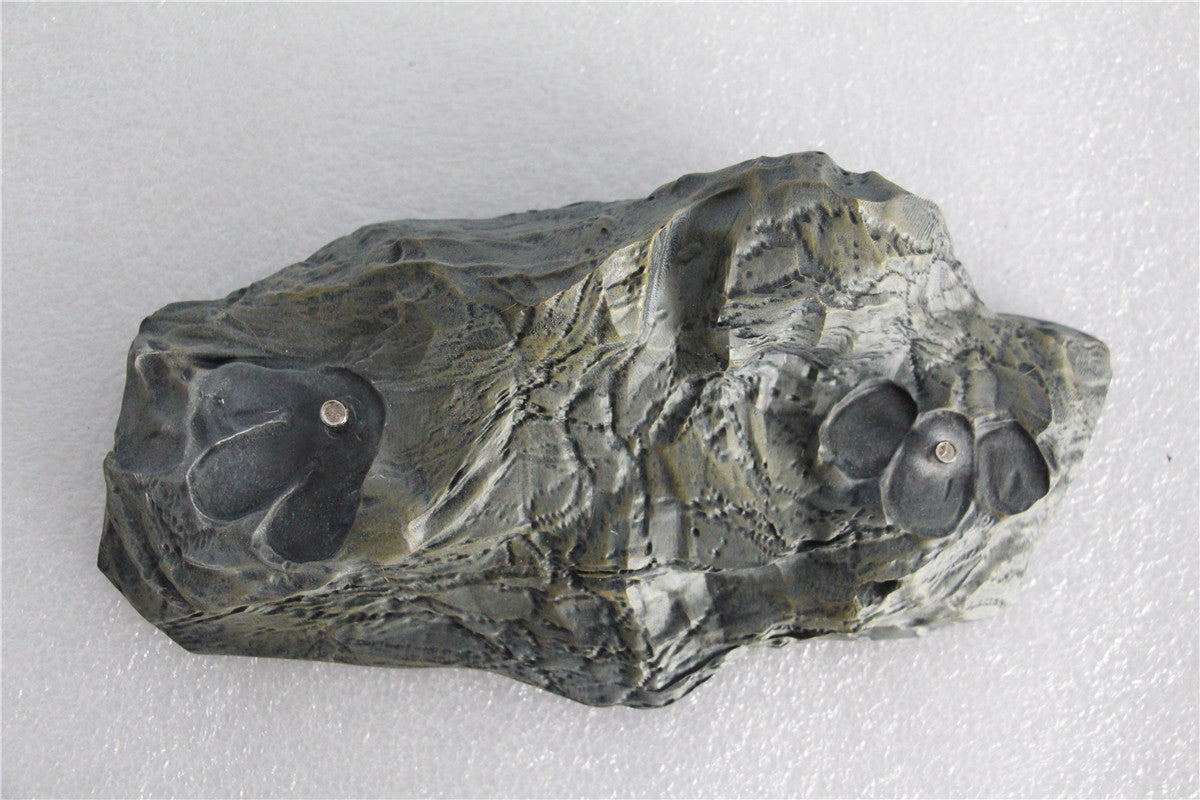 Nanmu 1/35 Giganotosaurus Figure