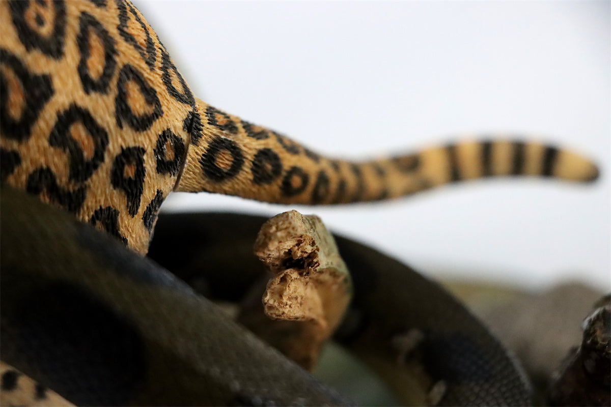 K&P 1/6 Anaconda VS Panthera onca Scene Statue