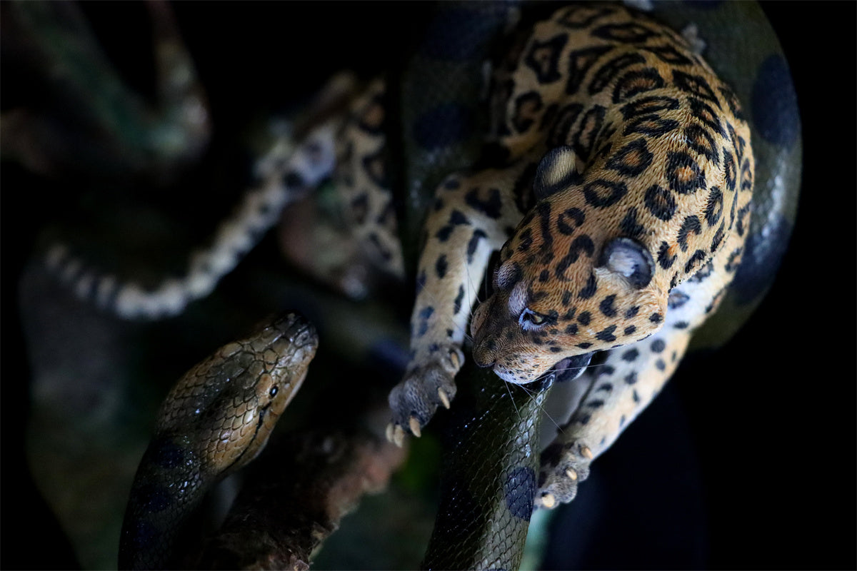 K&P 1/6 Anaconda VS Panthera onca Scene Statue