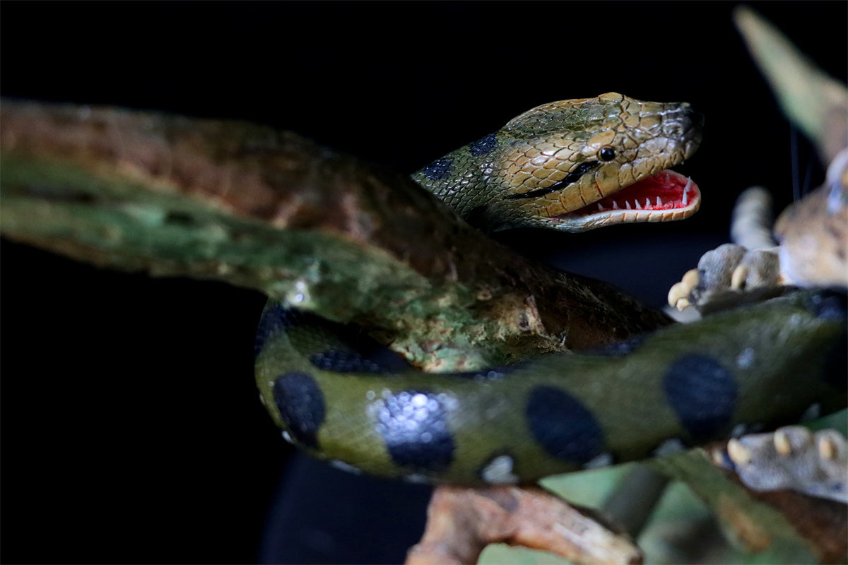 K&P 1/6 Anaconda VS Panthera onca Scene Statue