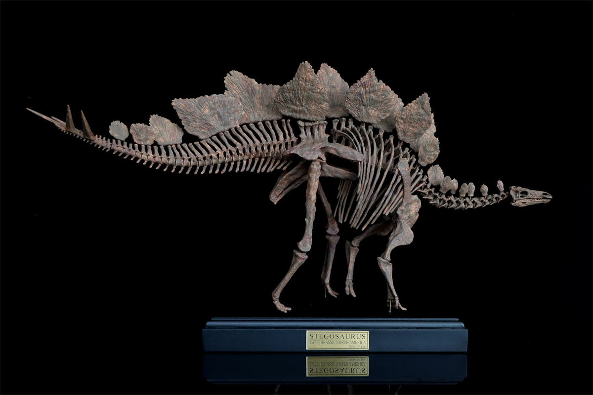 1/10 Stegosaurus Skeleton Model