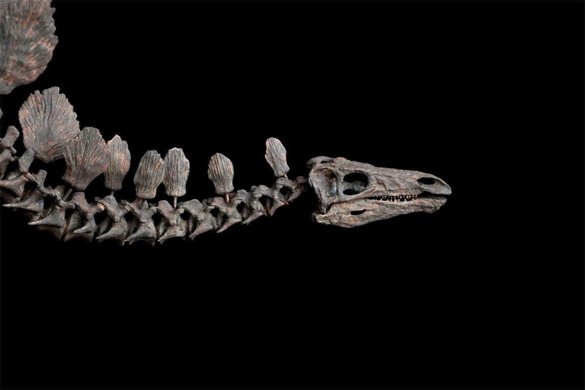 1/10 Stegosaurus Skeleton Model