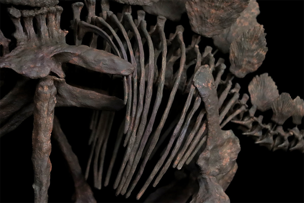 1/10 Stegosaurus Skeleton Model