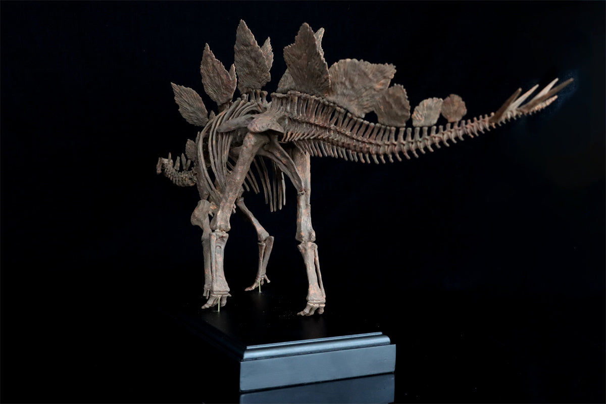 1/10 Stegosaurus Skeleton Model