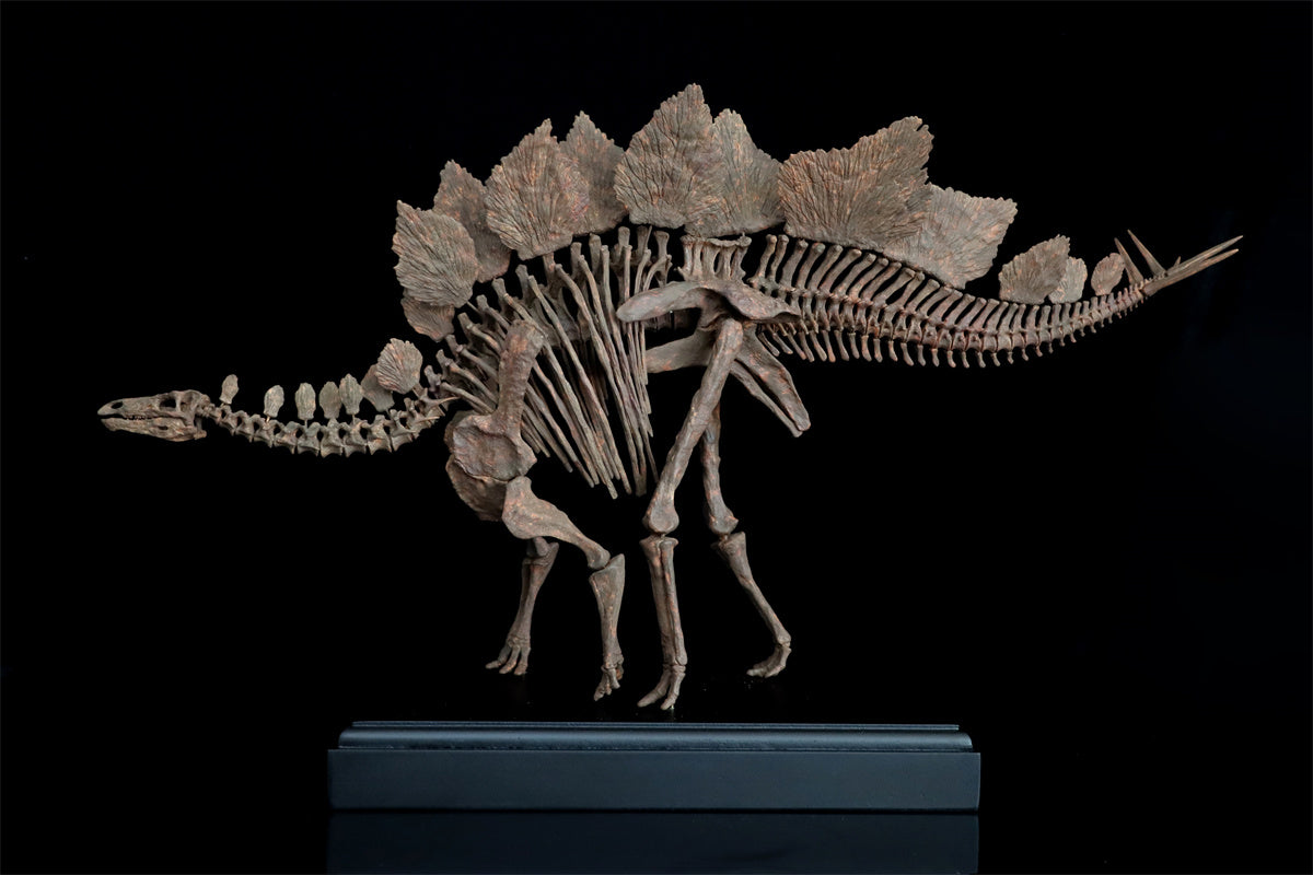 1/10 Stegosaurus Skeleton Model