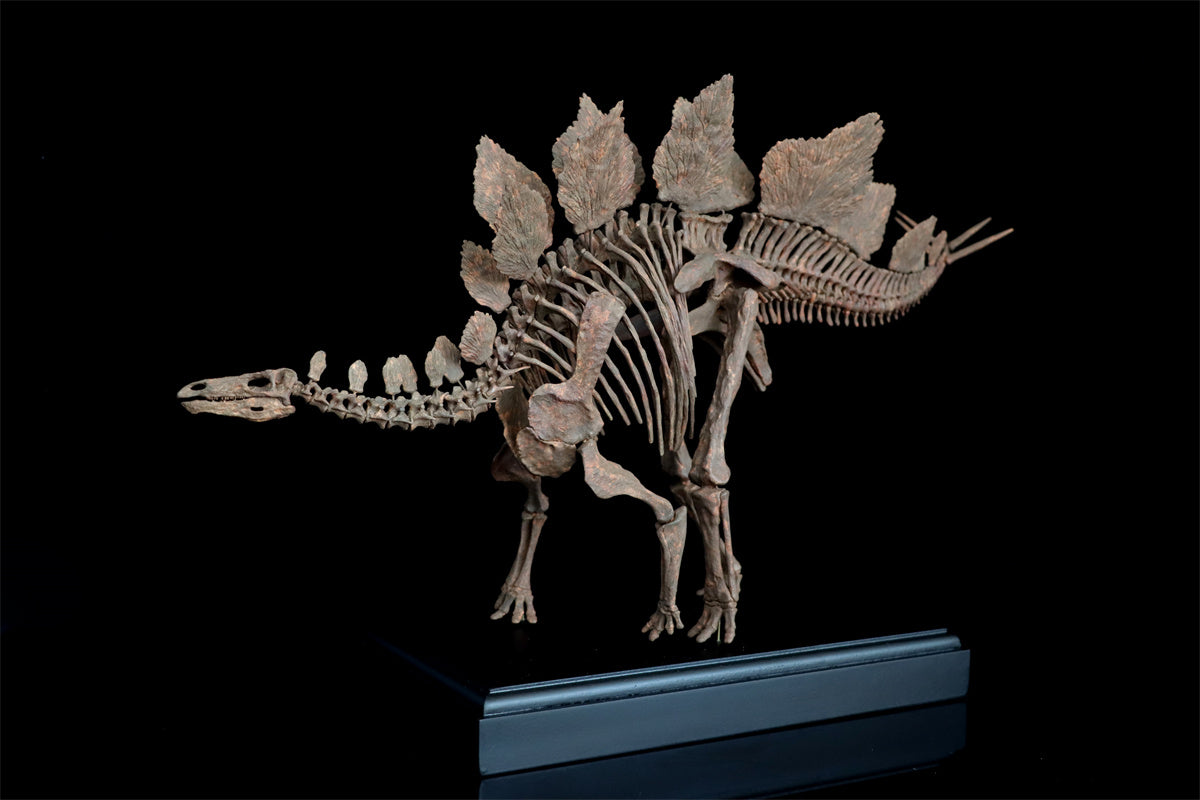 1/10 Stegosaurus Skeleton Model