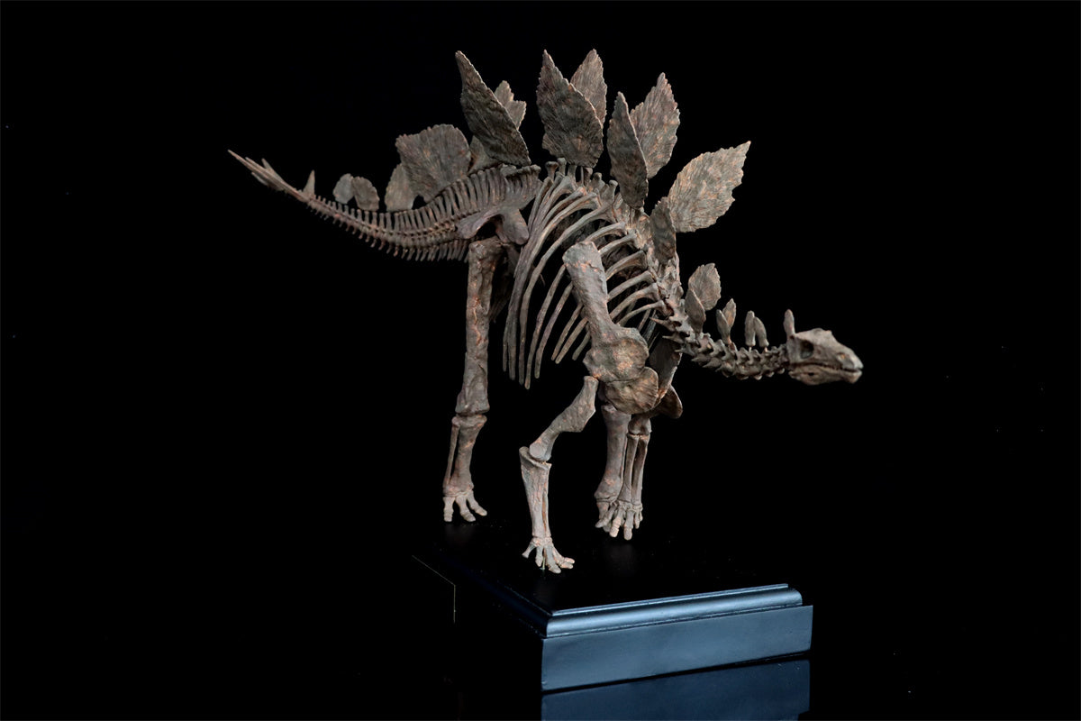 1/10 Stegosaurus Skeleton Model