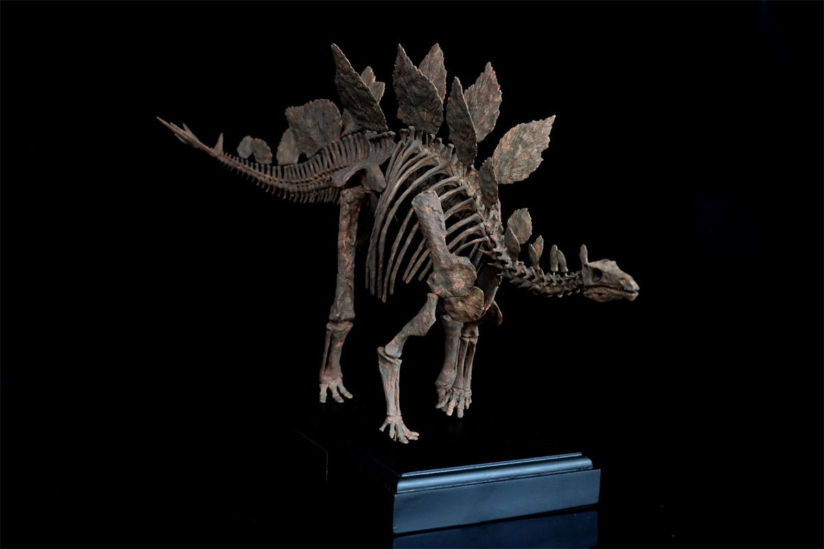 1/10 Stegosaurus Skeleton Model