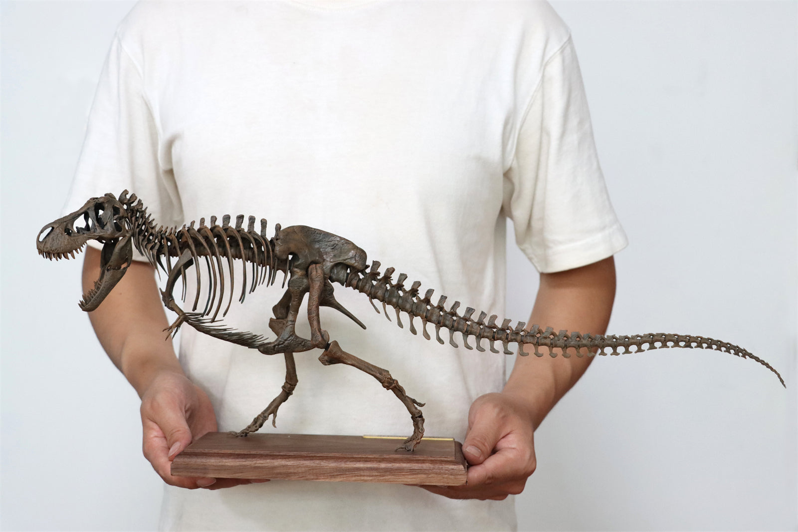 1/20 Tyrannosaurus Rex Trix Skeleton Model