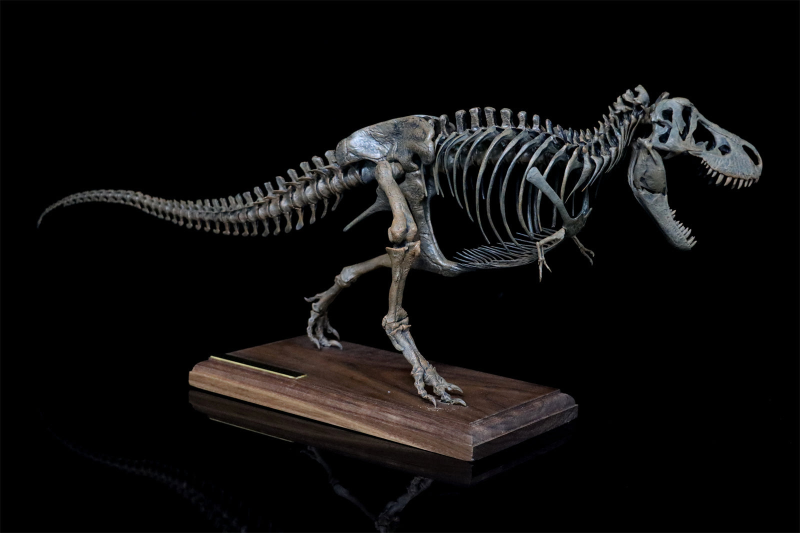 1/20 Tyrannosaurus Rex Trix Skeleton Model