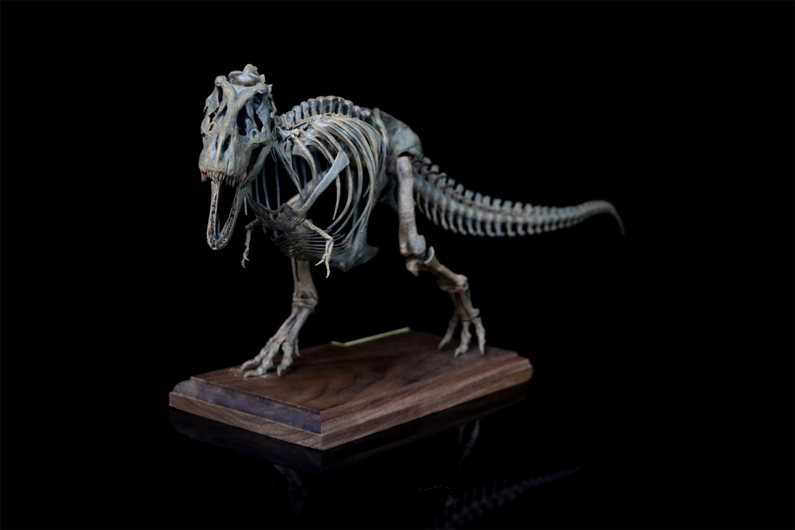 1/20 Tyrannosaurus Rex Trix Skeleton Model