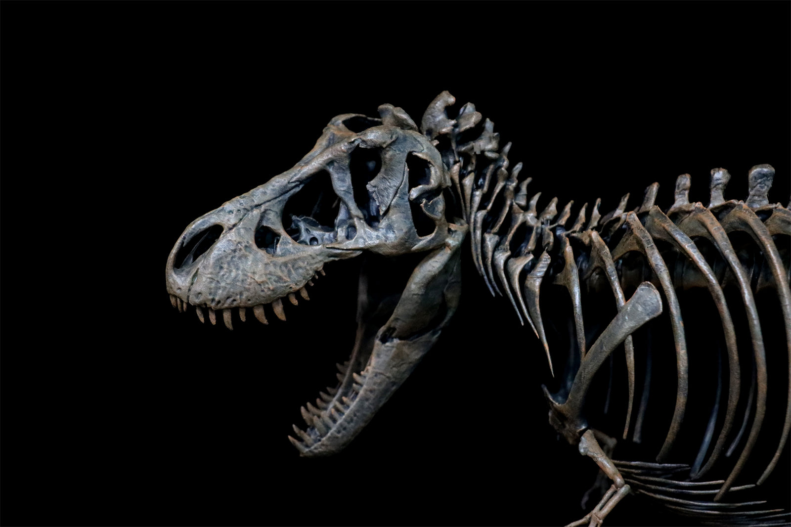 1/20 Tyrannosaurus Rex Trix Skeleton Model