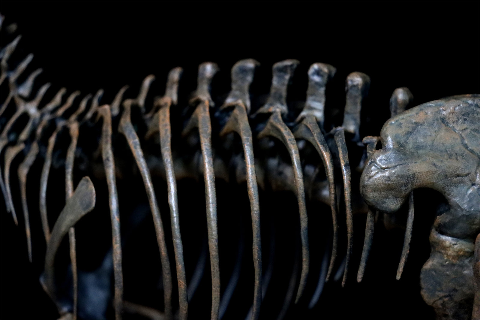 1/20 Tyrannosaurus Rex Trix Skeleton Model